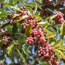 Elaeagnus umbellata 'Brilliant