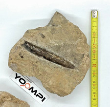 Lot fossiles ancien objet