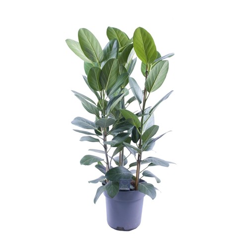 Banianbaum toef pousses - 3,