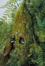 Marianne North Nest of the