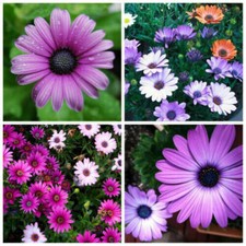 GRAINES MÉLANGÉES DE MARGUERITES AFRICAINES - OSTEOSPERMUM, 50 GRAINES SÉLECT...