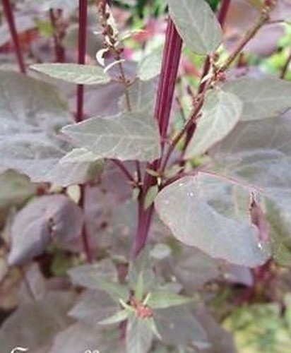 Tetragone cornue red - ♫, 'red'