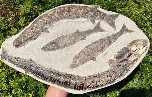 Fossil fish multi plate - multi, brazil