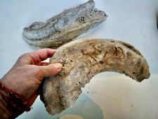 2 belles  huitres fossiles 32 cms et  24 cms courbée 1,6 kg et 0,65 kg tertiaire