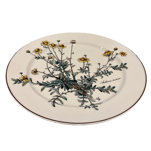 Villeroy and boch botanica - and,
