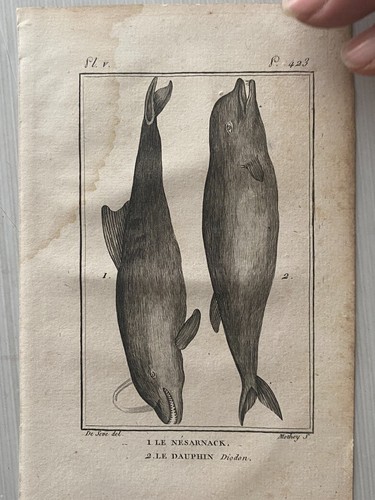 Gravure des poissons - gravure,