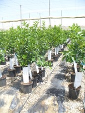 Citronnier, Eureka, 4 saisons