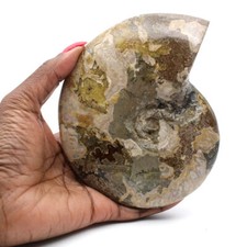 Ammonite polie entière de Madagascar 500gr 130mm Madagascar