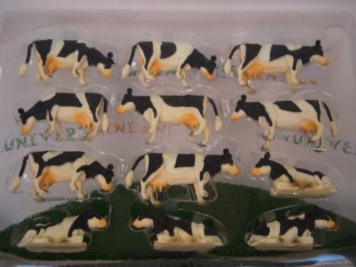 Kg571929 vaches holstein - -,
