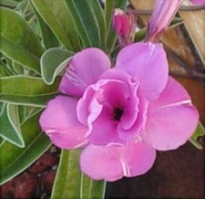 10 graines d'ADENIUM OBESUM
