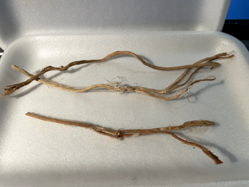 Racines araignée 20cm - 3,
