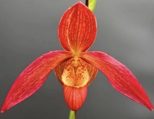 Phragmipedium sergeant eric - phragmipedium,