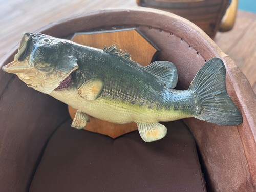 Poisson naturalisé achigan - poisson, ou