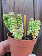 ?  CRASSULA COLUMELLA "Pot 5.5cm  - SUJET ÂGÉ. RARE SUCCULENTE PLANTE GRASSE