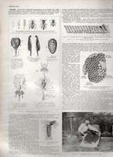 Larousse agricole ©1921- apiculture - différente ruche - Abeille