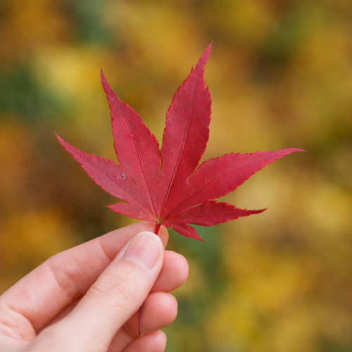 Acer palmatum atropurpureum - palmatum,
