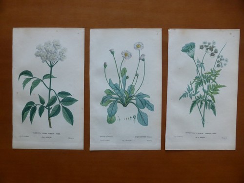 Botanique 1824 3 gravures - botanique,