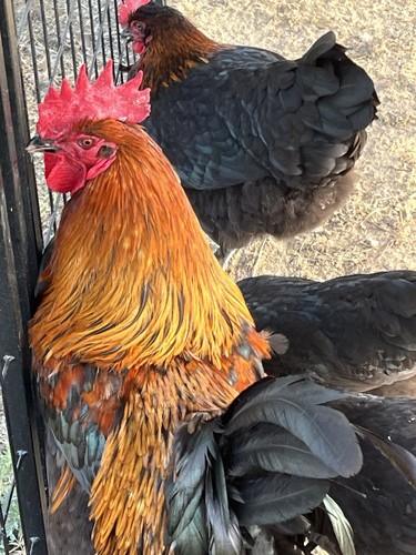 Black copper marans grade 8 - black,
