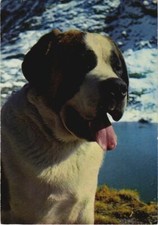 Cpa saint bernard dog - ak, saint-bernard