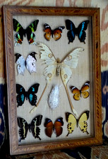 Art déco , tableau , cadre  marqueterie ,  magnifiques papillons , enthomologie