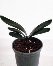 Blood Clivia miniata rare