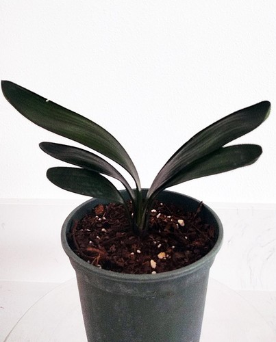 Blood clivia miniata - clivia, rare