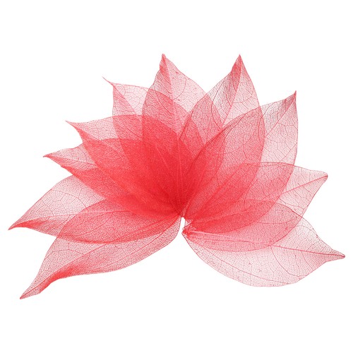 100 pièces feuilles squelette