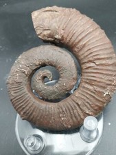 149g .Crioceras Loryii , 95mm , De L Hauterivien De La Drôme 