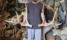 Bois de Cerf du père David ; Elaphurus davidianus