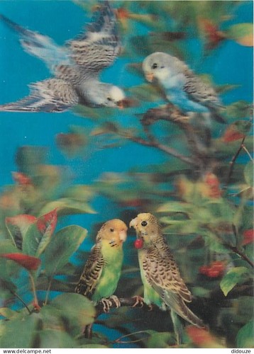 Carte postale animaux - carte,