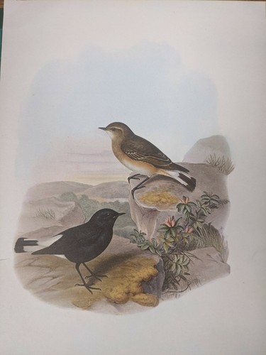 1969 oiseau imprimé - oiseau,