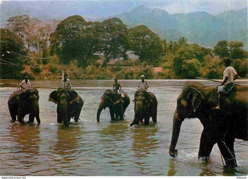 Carte postale animaux - -,