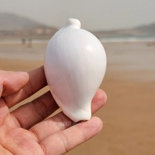 1pcs Naturel Conque Coque