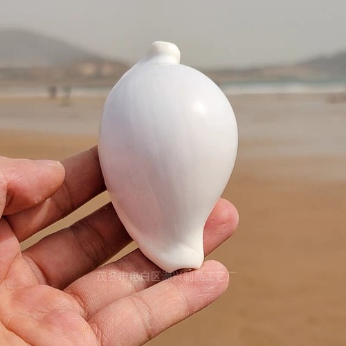 1pcs naturel conque - 1pcs,