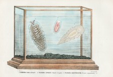 Pseudocerotidae Escargots