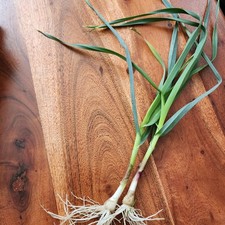  40 BULBILLES DE  POIREAUX