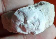 CRABE FOSSILE CRÉTACÉ 