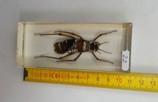 Résine inclusion insectes