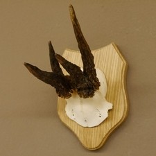 Bois De Cerf Anormal Trophée