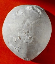 OURSIN FOSSILE CRÉTACÉ DE CHARENTE-MARITIME , ECHINOCORYS