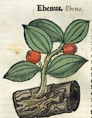 Gravure estampe illustration