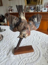 oiseau empaillé taxidermie