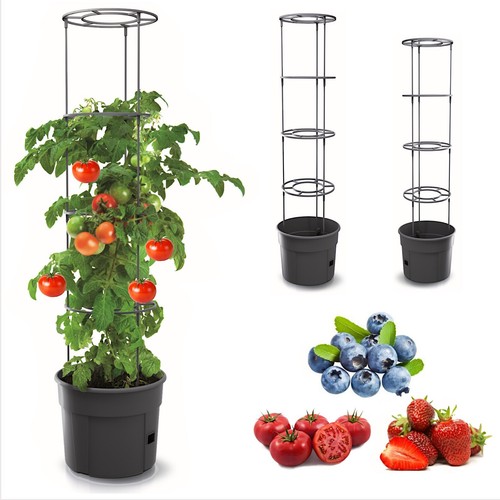 Plante tomate pot de - plante,