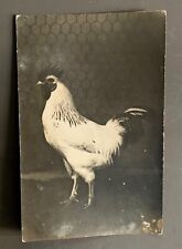 CARTE PHOTO COQ Poule basse cour Elevage Ferme Campagne Volaille Agriculture
