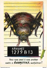 Animaux - Araignées - Art