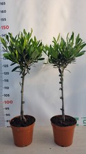 MINI ARBRE OLIVIER BONSAÏ