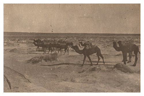 Algérie caravane dans le - caravane,