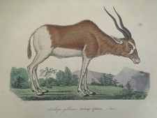 Gravure ancienne Animaux