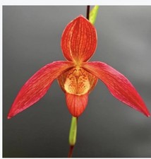 Phragmipedium Sergeant Eric