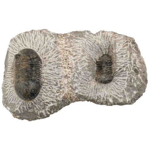 Fossiles trilobites - fossiles,